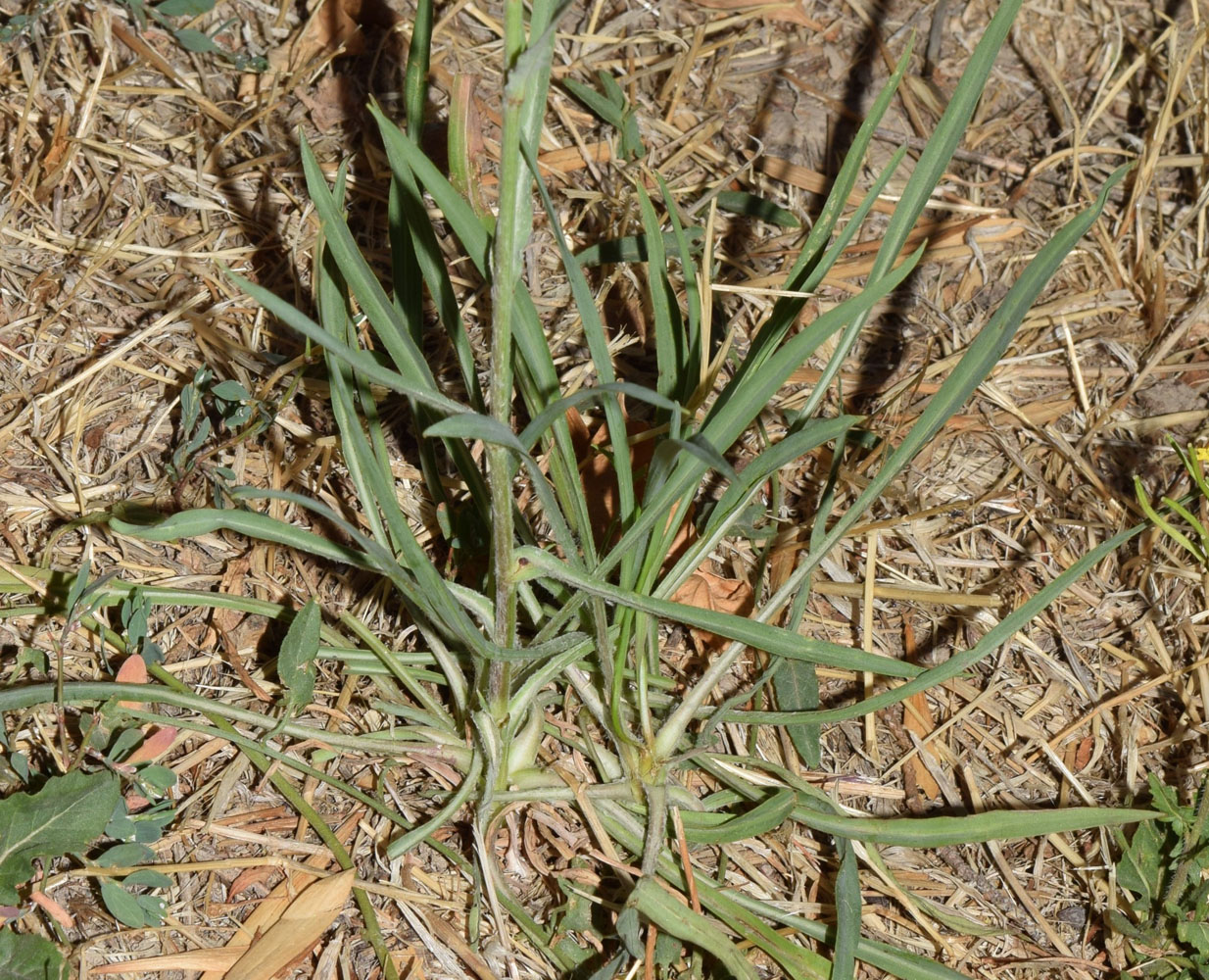 Image of Tragopogon graminifolius specimen.