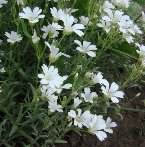 Image of Cerastium argenteum specimen.