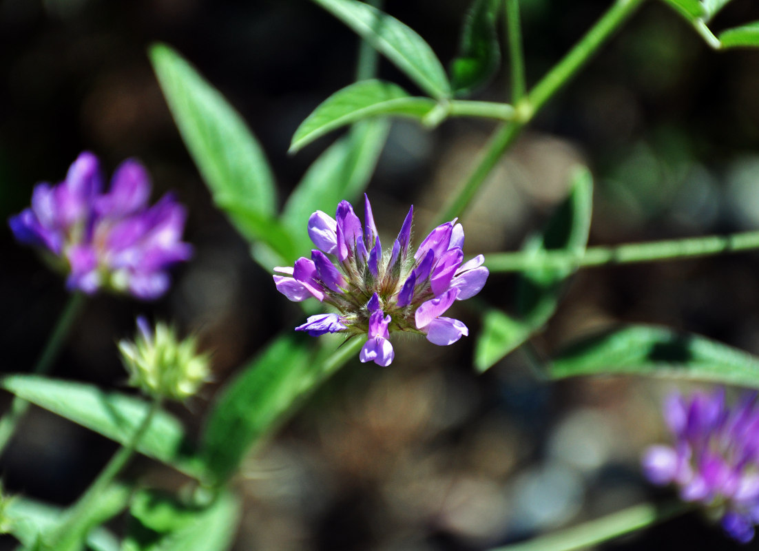 Image of Psoralea bituminosa ssp. pontica specimen.