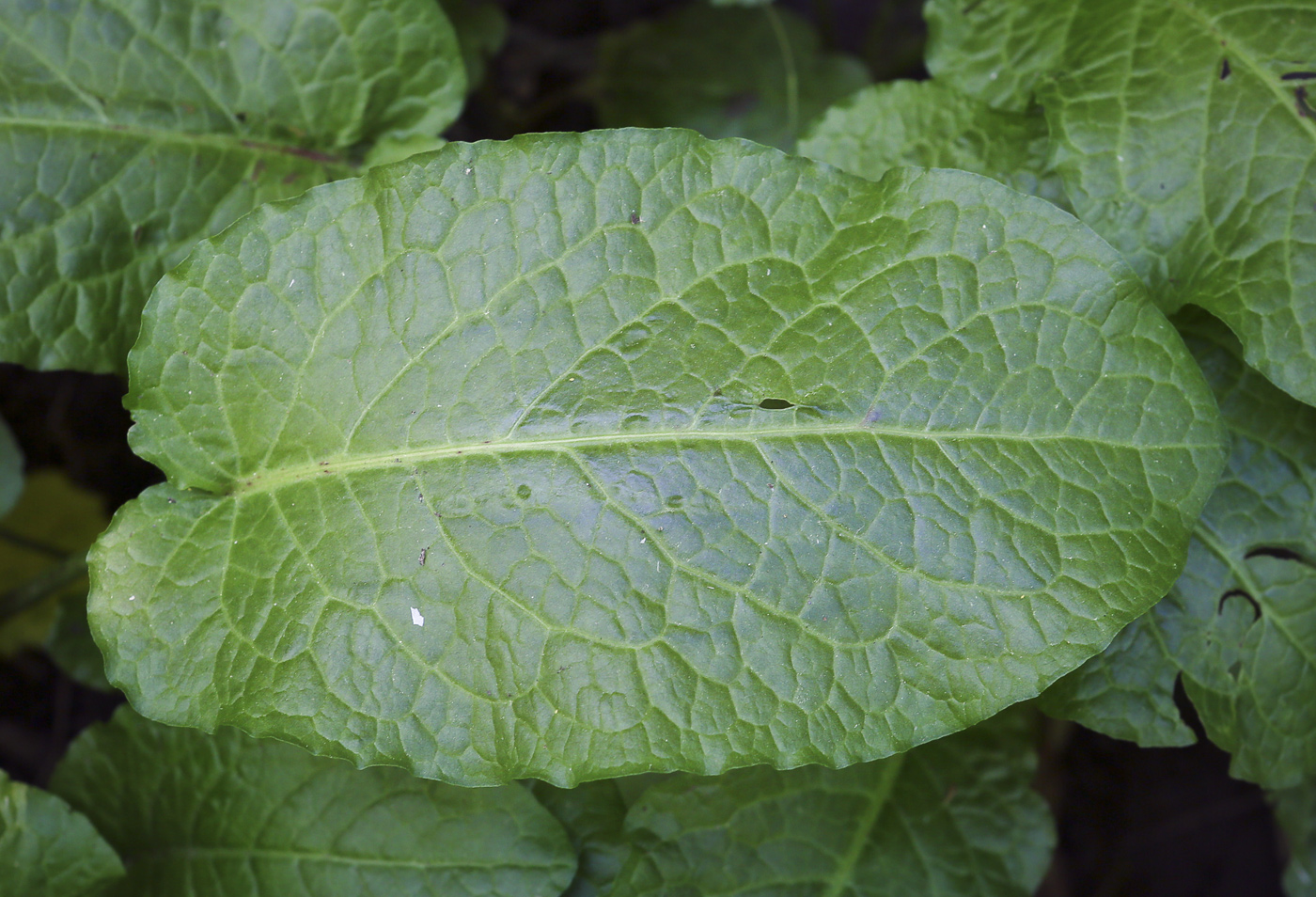 Image of Rumex obtusifolius specimen.