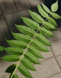 Sorbaria sorbifolia