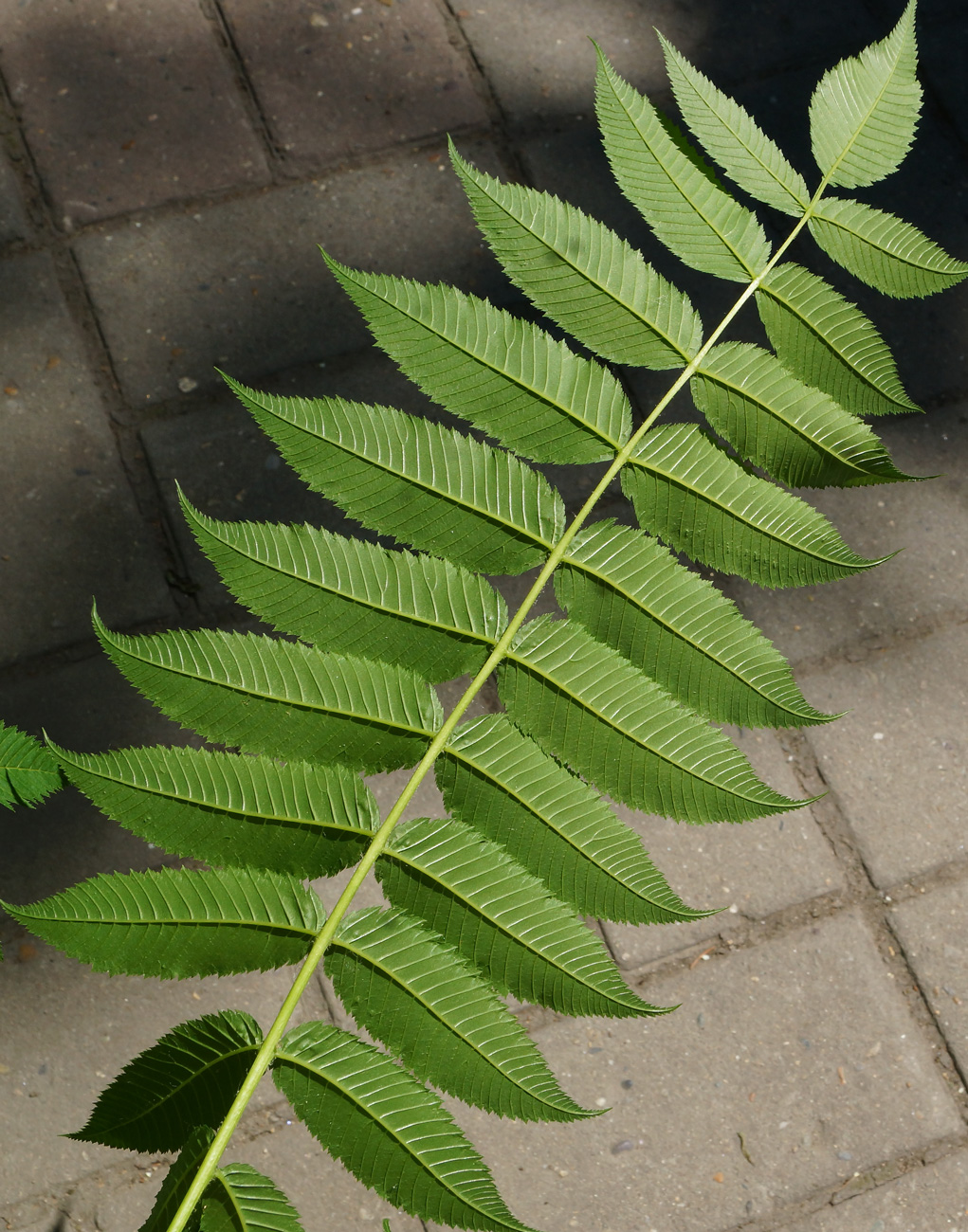 Image of Sorbaria sorbifolia specimen.
