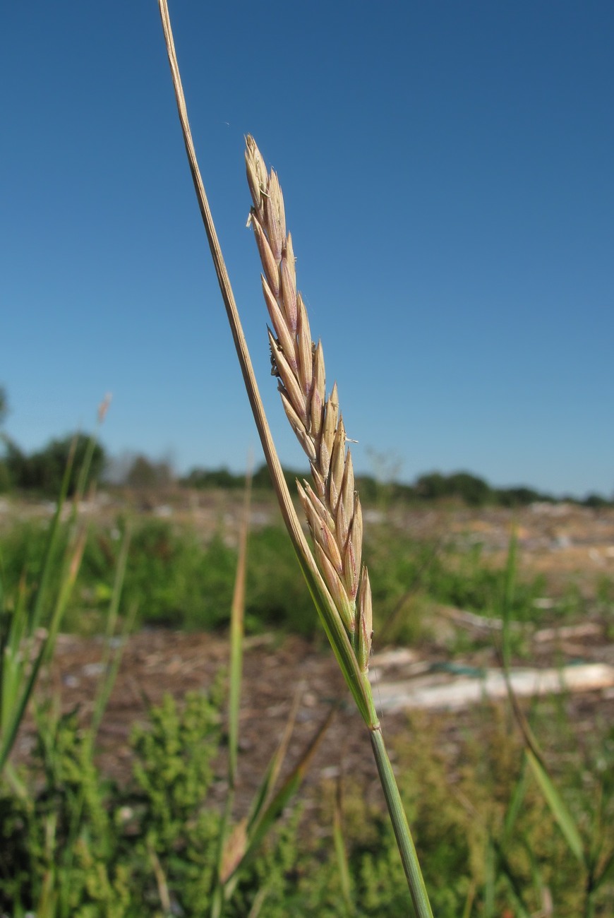Image of genus × Agrotrigia specimen.