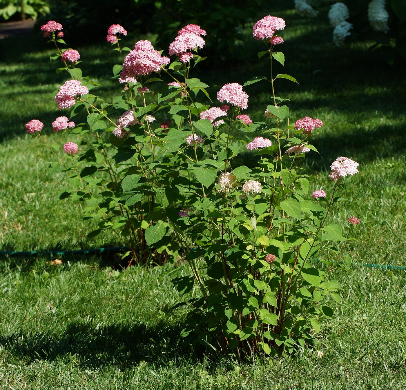 Image of Hydrangea arborescens specimen.