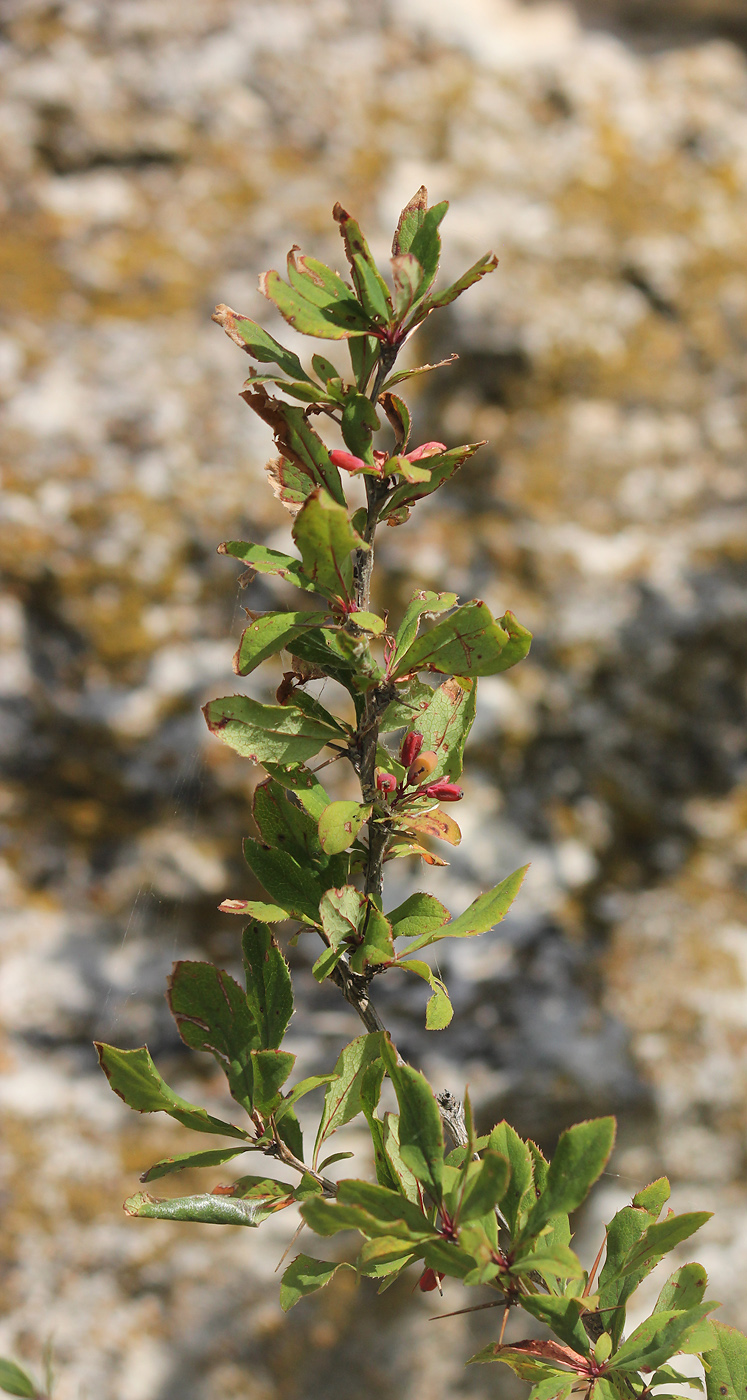 Image of Berberis vulgaris specimen.