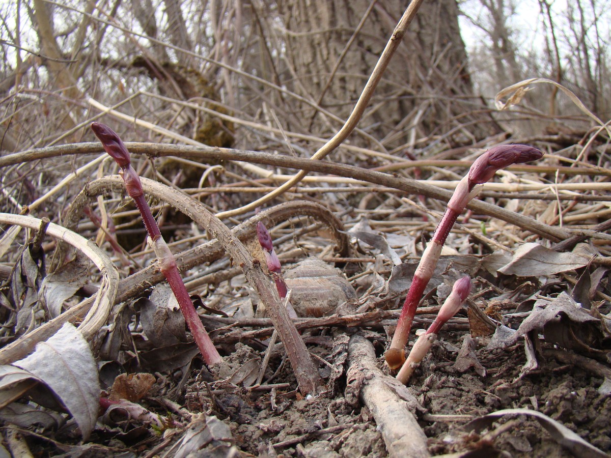 Изображение особи Humulus lupulus.