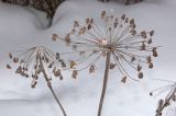 Angelica sylvestris