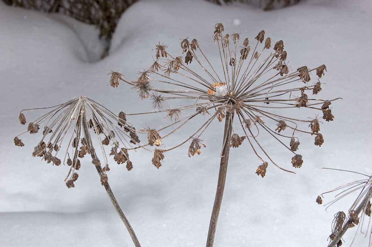 Image of Angelica sylvestris specimen.