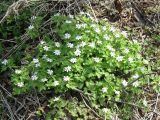 Anemone amurensis ssp. kamtschatica