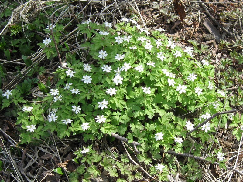 Изображение особи Anemone amurensis ssp. kamtschatica.