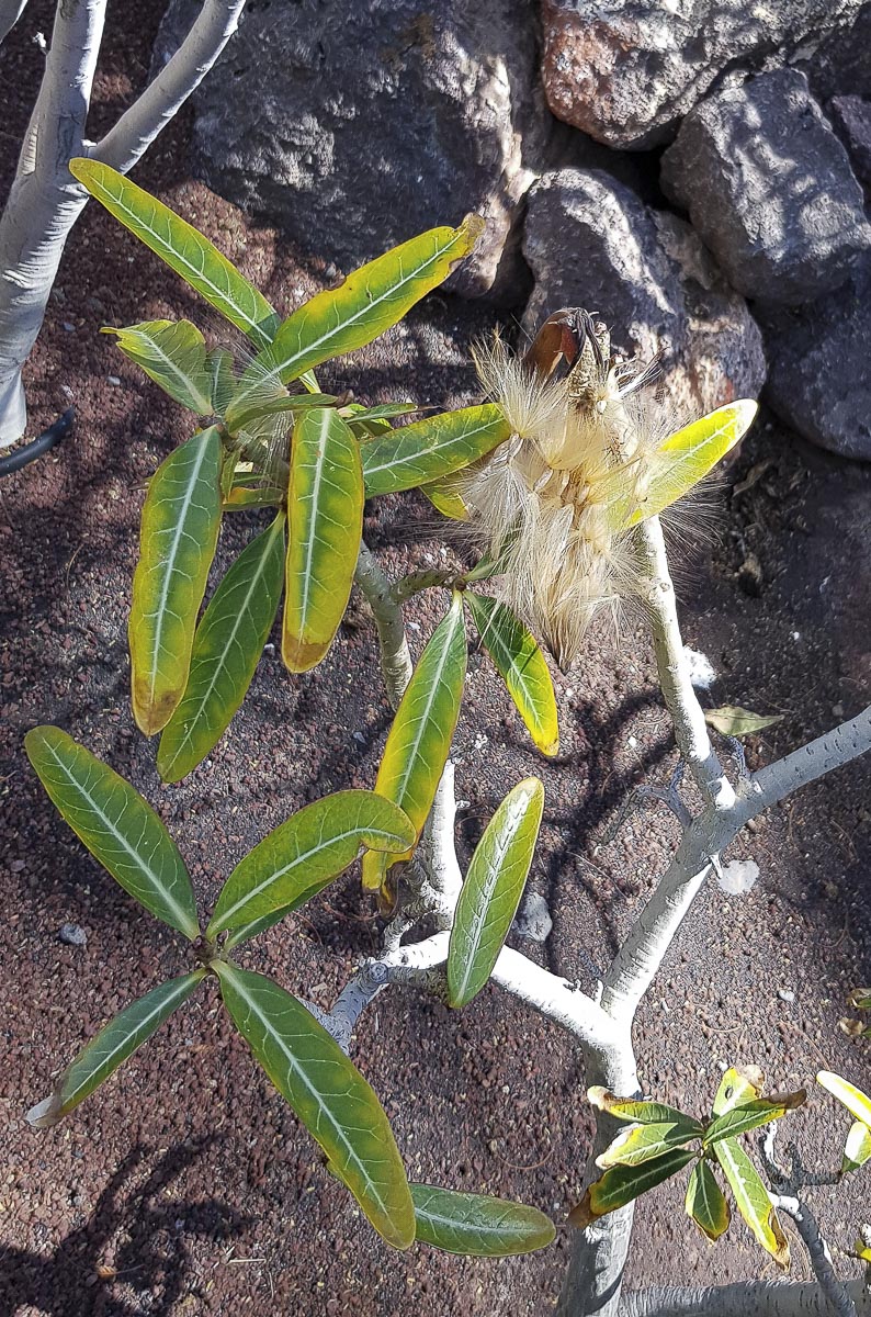 Image of Adenium obesum specimen.