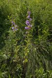 Campanula rapunculoides