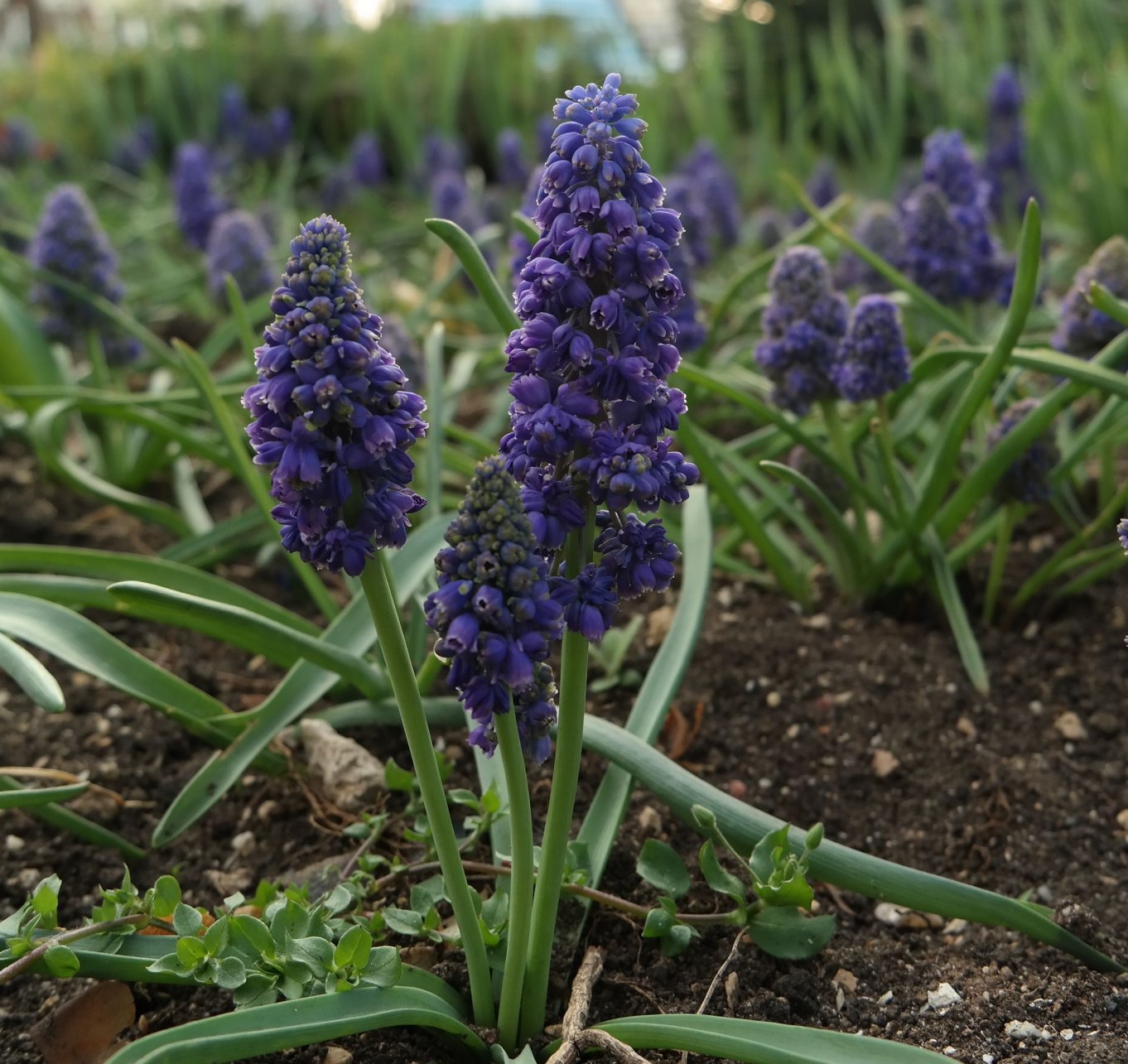 Image of Muscari armeniacum specimen.