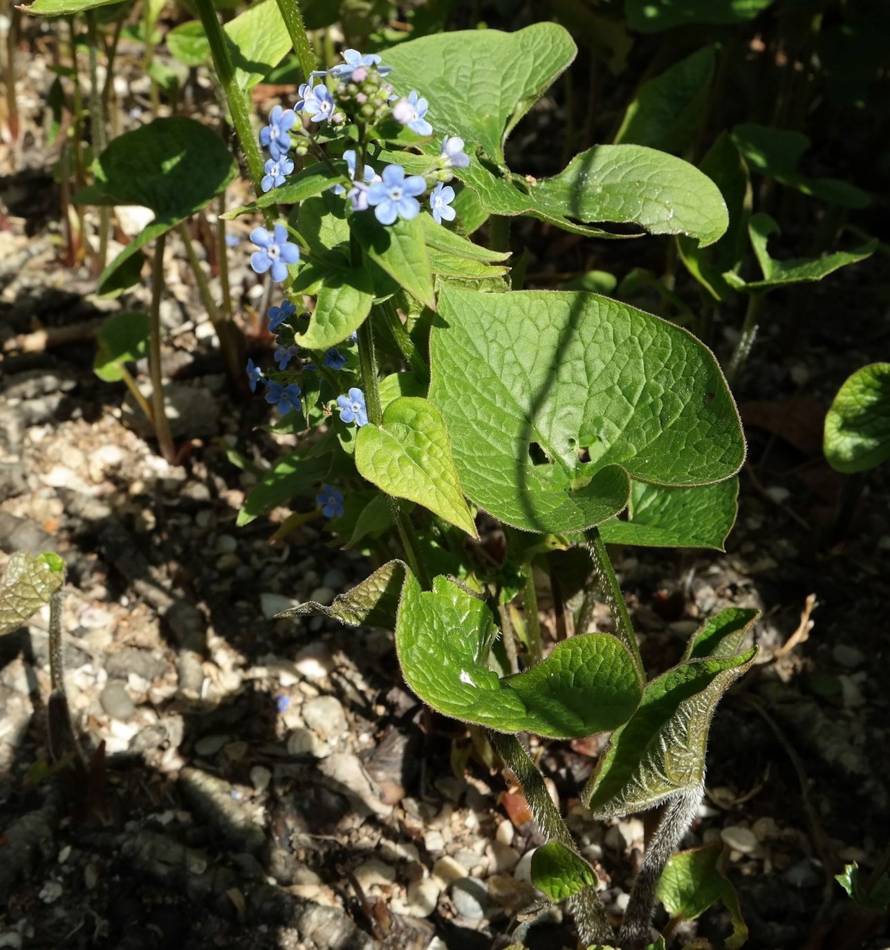 Image of Brunnera macrophylla specimen.