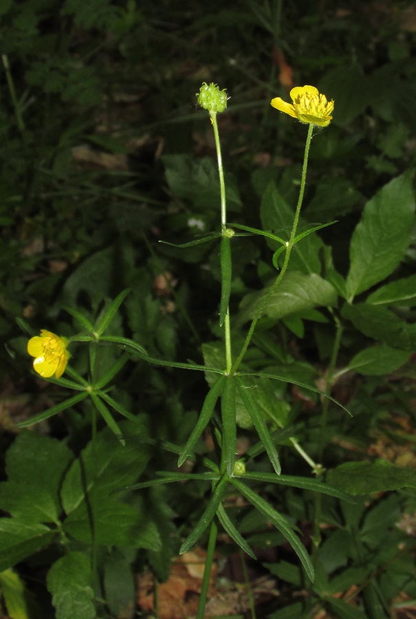 Image of Ranunculus auricomus specimen.