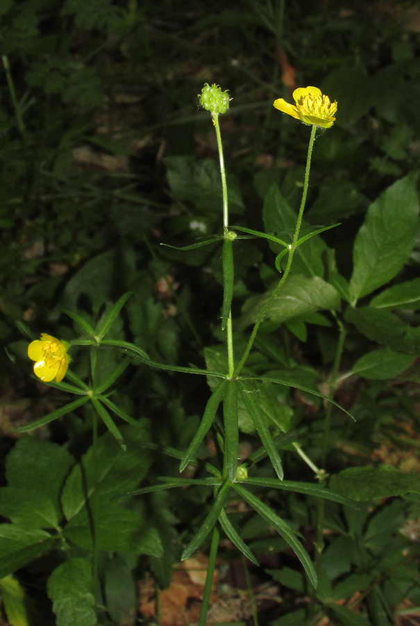 Изображение особи Ranunculus auricomus.