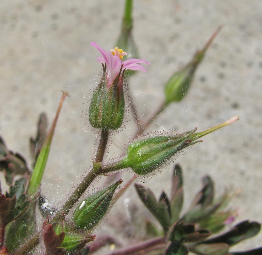 Image of Geranium purpureum specimen.