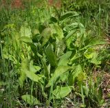 Bupleurum longifolium подвид aureum. Вегетирующее растение. Пермский край, Оханский р-н, Тулумбаихинское сельское поселение, Кунчурихинский бор, сырой луг. 27.05.2018.