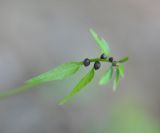 Cardamine bulbifera. Верхушка побега с выводковыми луковичками. Республика Адыгея, долина р. Аминовка, широколистный лес. 29.04.2018.