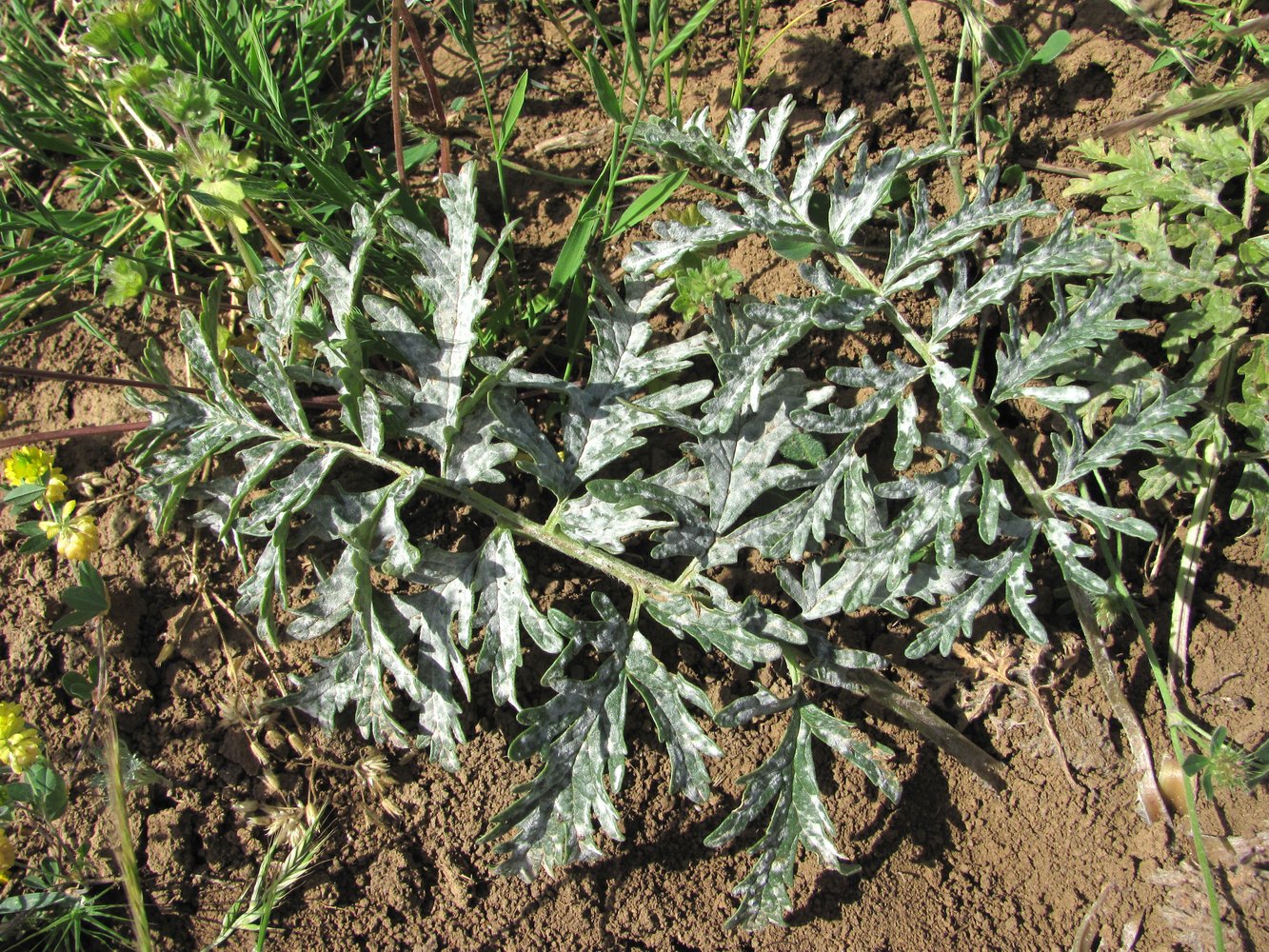 Image of Phlomoides laciniata specimen.