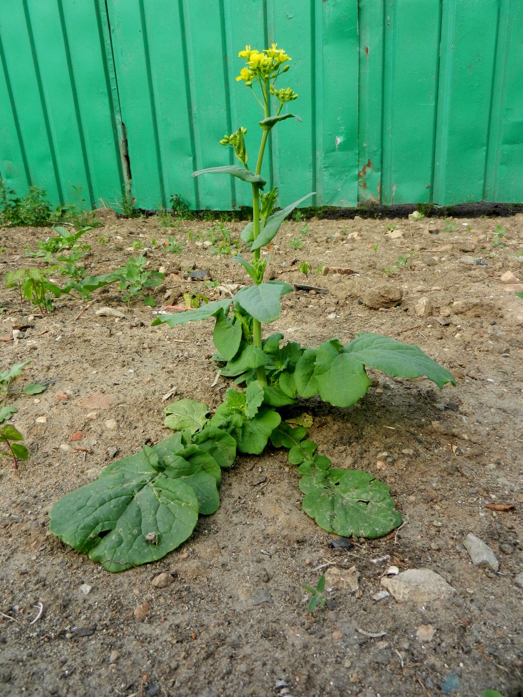 Изображение особи Brassica campestris.