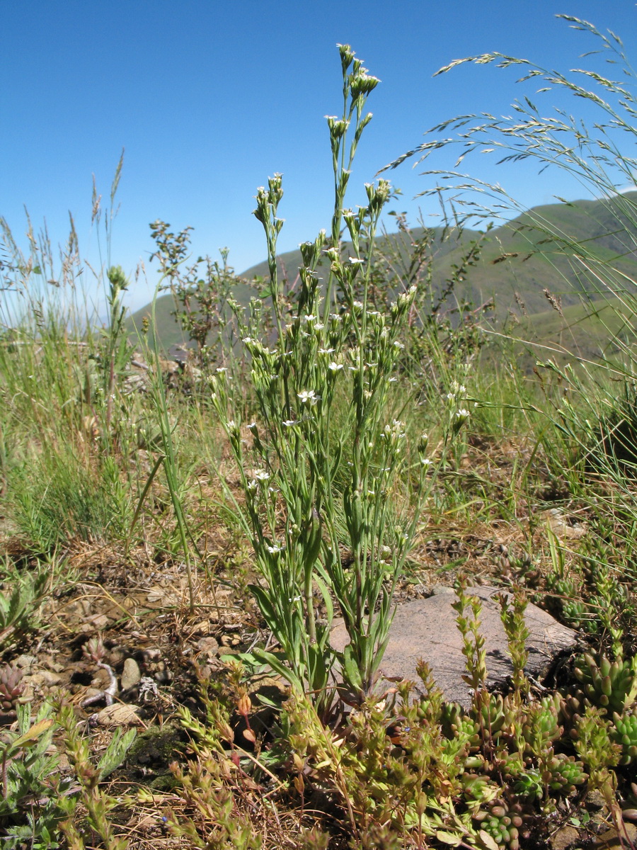 Image of Petrorhagia alpina specimen.