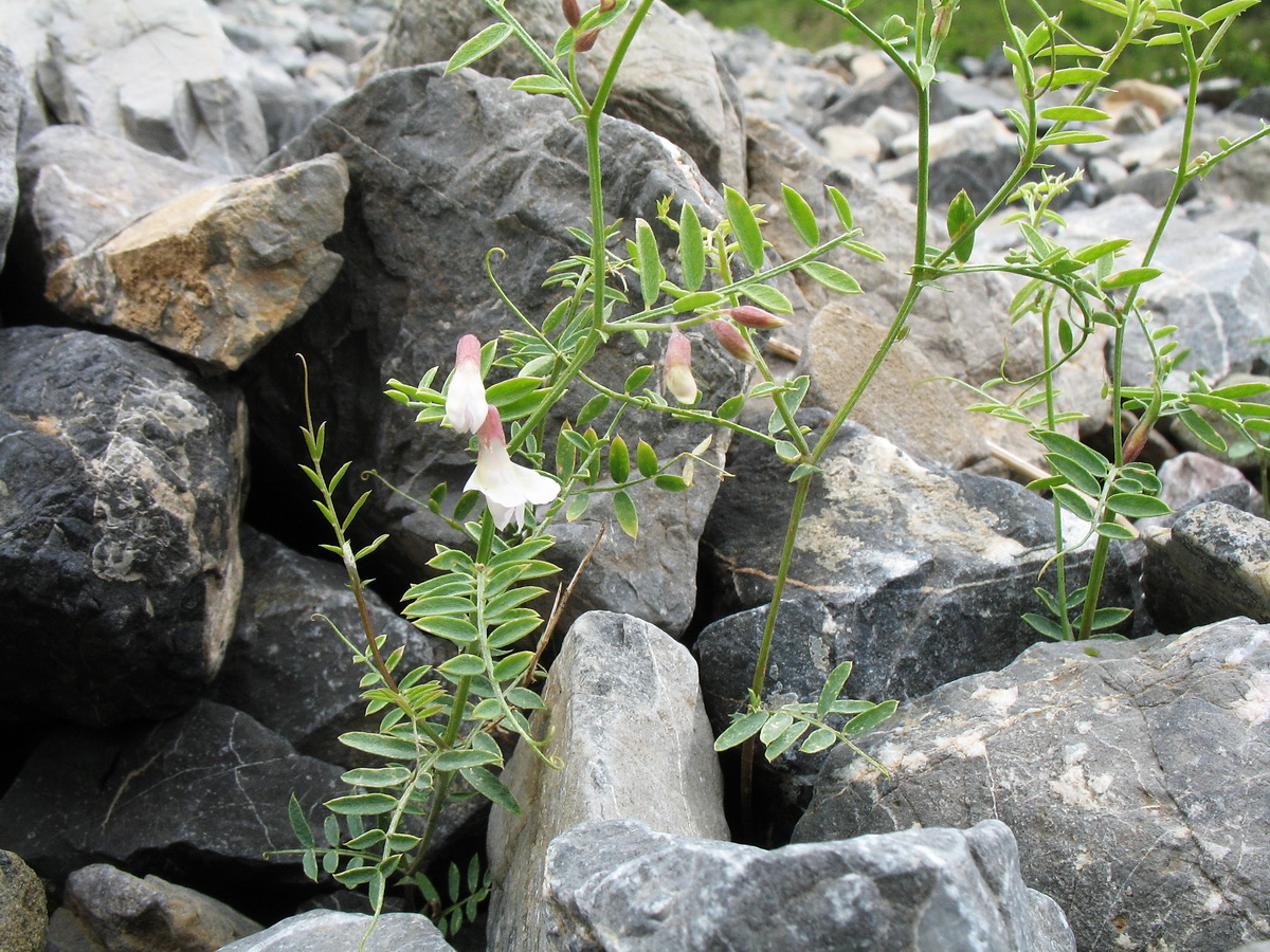 Image of Vicia kokanica specimen.