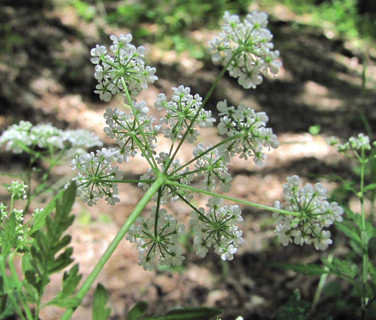 Изображение особи Chaerophyllum temulum.