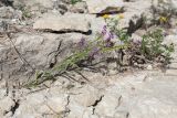 Polygala comosa. Цветущее и плодоносящее растение в скальной расщелине. Псковская обл., Псковский р-н, окр. погоста Выбуты, берег р. Великая, известняковый обрыв. 26.06.2018.