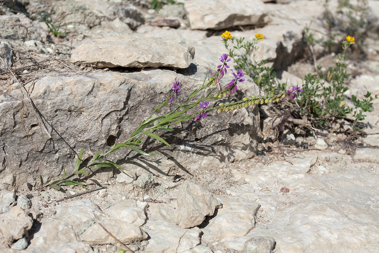 Image of Polygala comosa specimen.