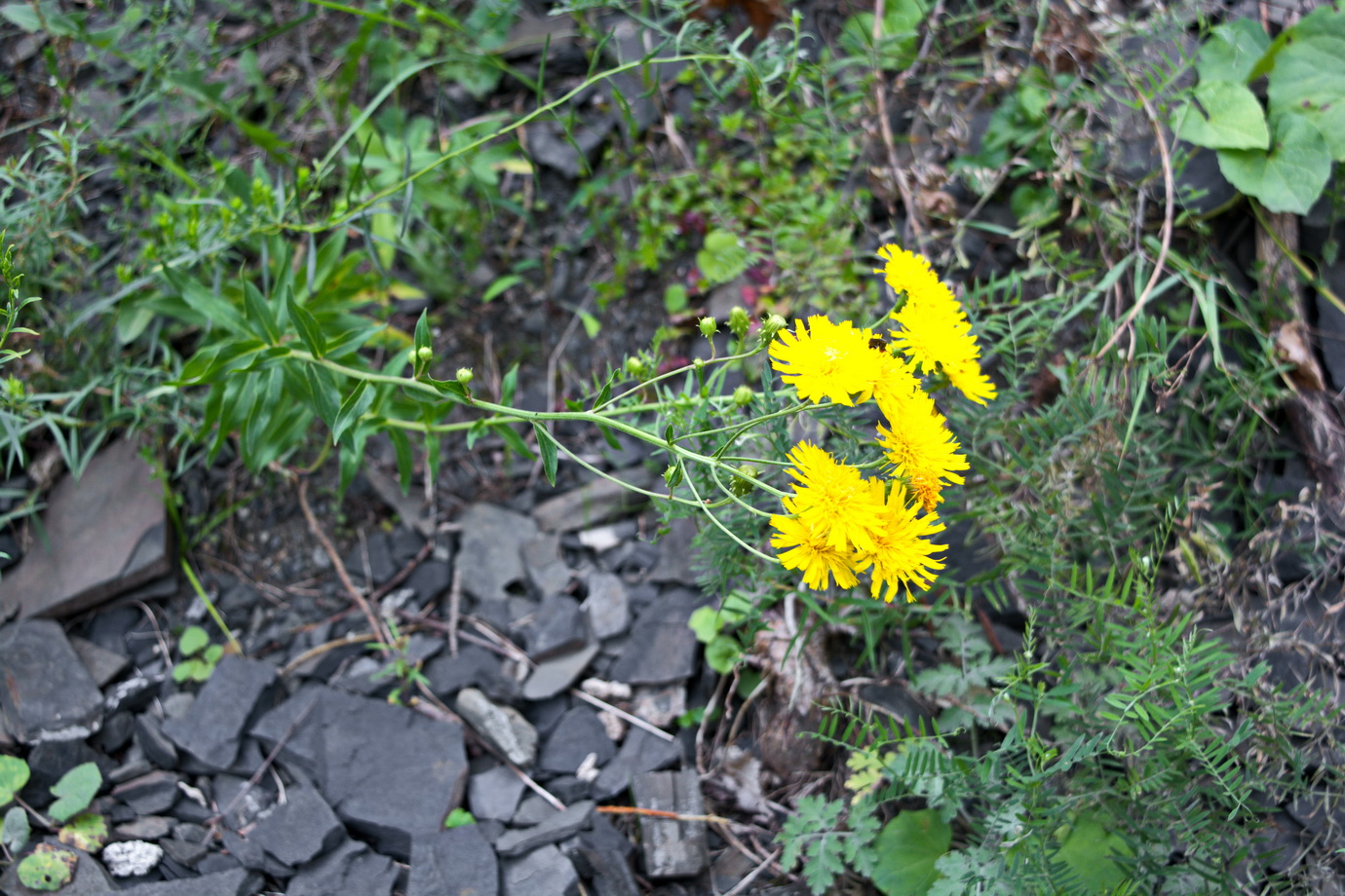 Изображение особи род Hieracium.