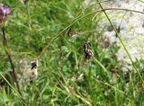 Carex tristis. Верхушка побега с колосками, поражёнными головнёвым грибом Anthracoidea sp. Кабардино-Балкария, Эльбрусский р-н, долина р. Ирикчат, ок. 3000 м н.у.м., каменистый склон. 06.08.2018.