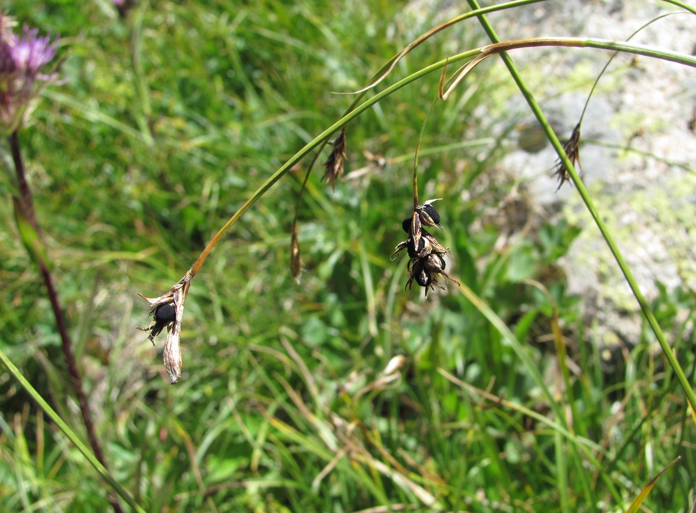 Изображение особи Carex tristis.