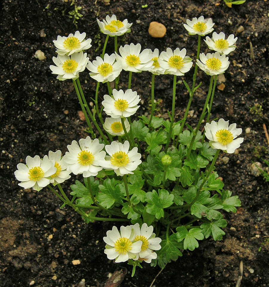 Изображение особи Ranunculus alpestris.