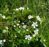 Cerasus fruticosa. Верхушка цветущей веточки. Восточный Казахстан, г. Усть-Каменогорск, правый берег р. Иртыш, обочина асфальтированной дороги возле стадиона. 21.05.2018.