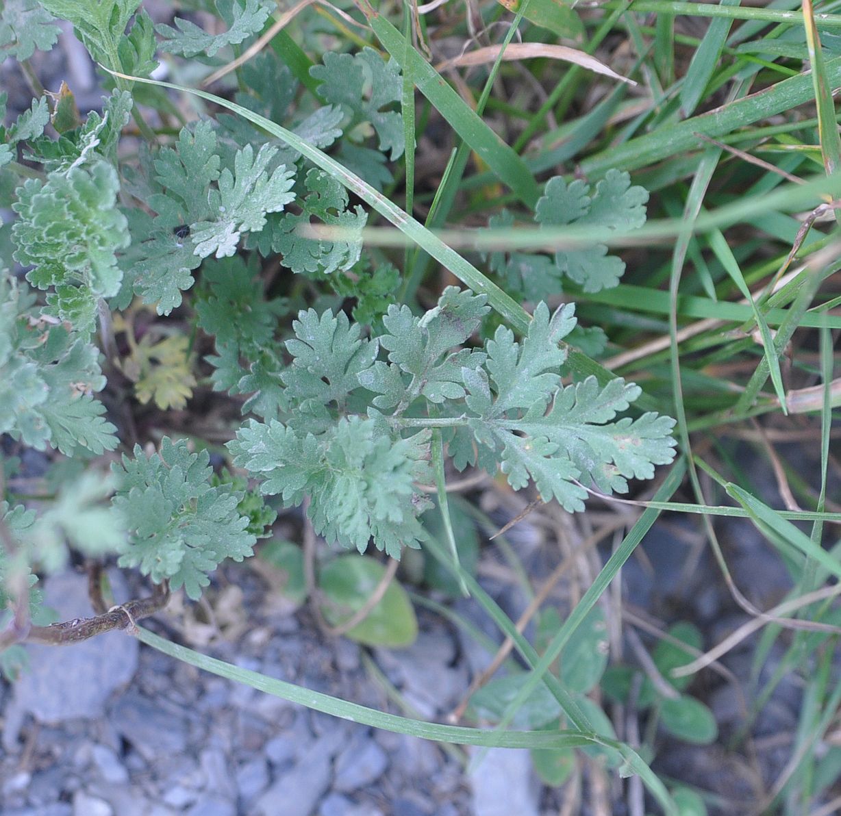 Image of genus Pyrethrum specimen.