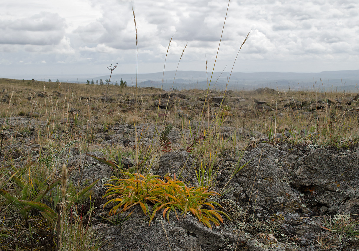 Image of Patrinia sibirica specimen.