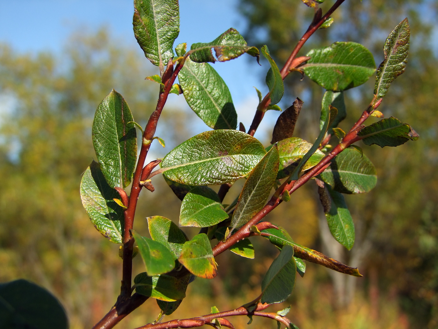 Изображение особи Salix saxatilis.