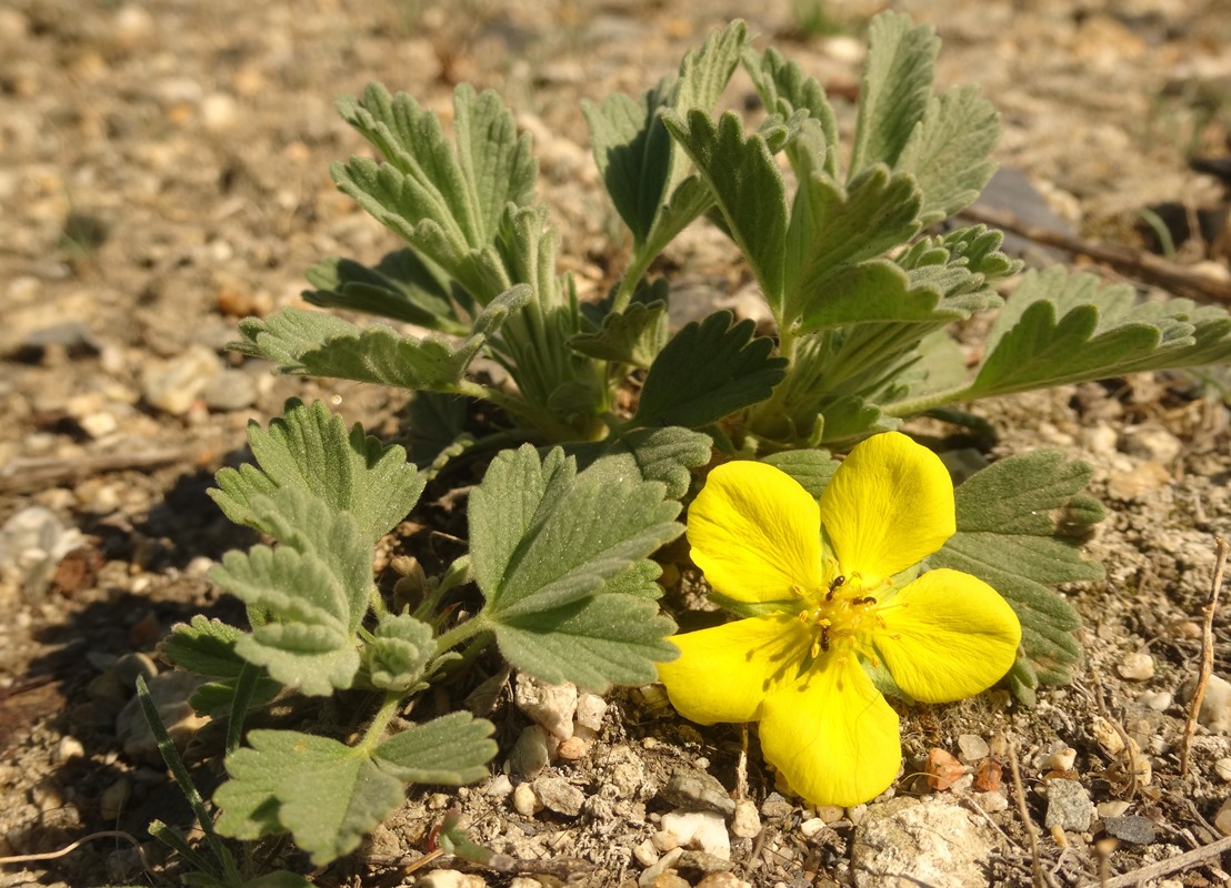 Image of Potentilla acaulis specimen.