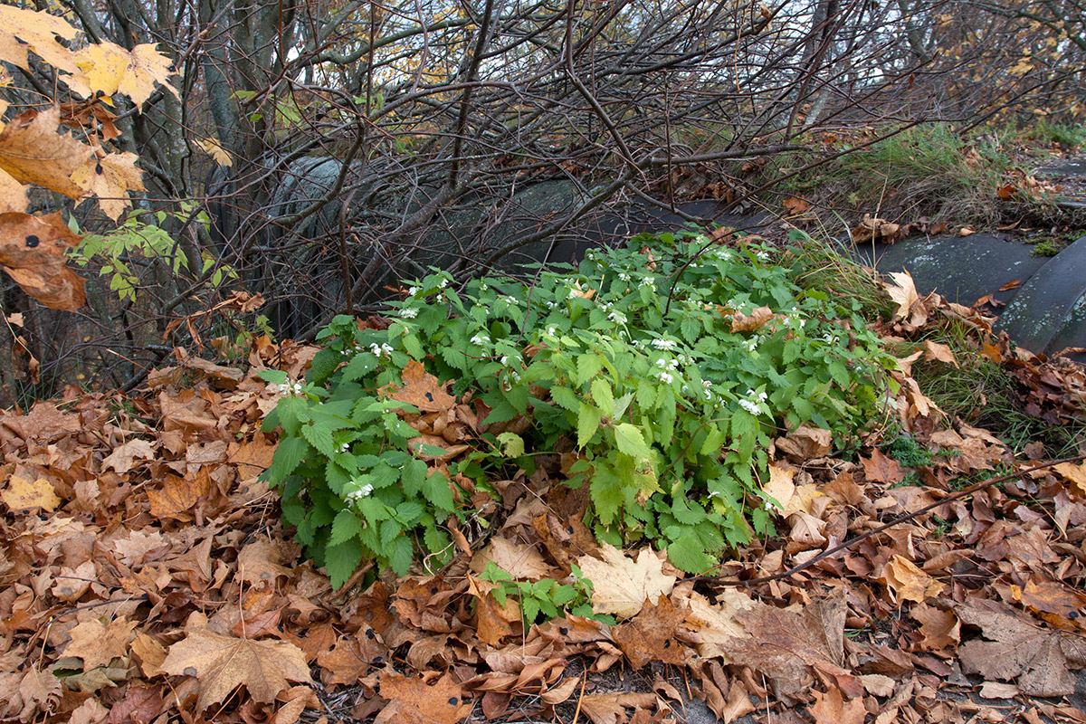 Image of Lamium album specimen.