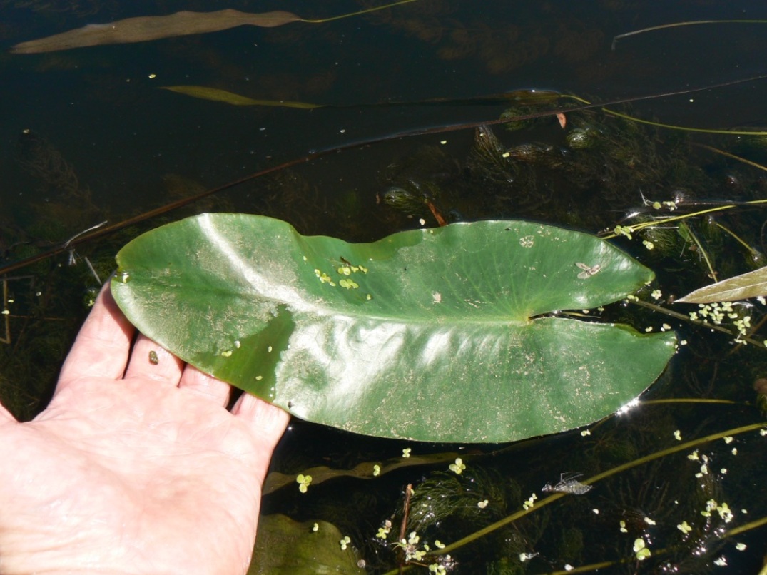 Image of Nuphar japonica specimen.