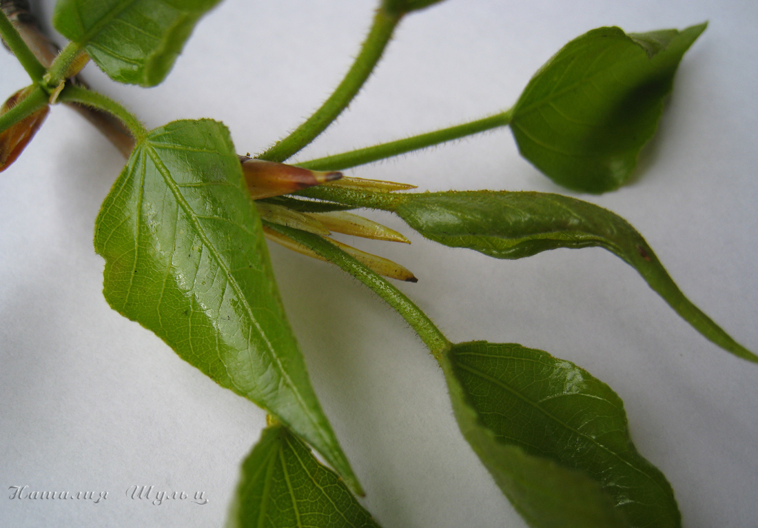 Изображение особи Populus balsamifera.