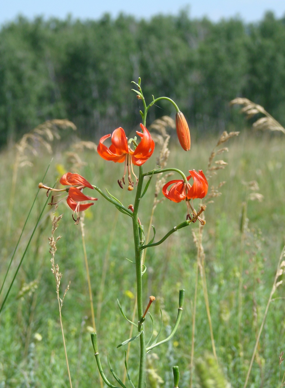 Изображение особи Lilium pumilum.