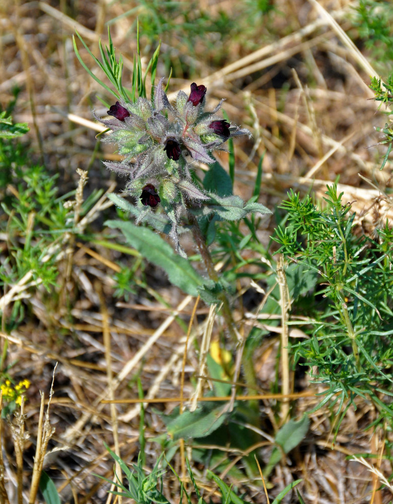 Image of Nonea rossica specimen.