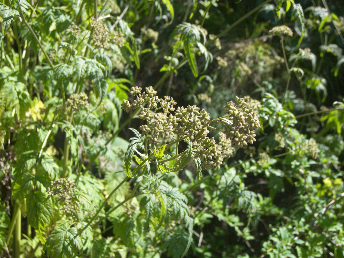 Image of Torilis japonica specimen.