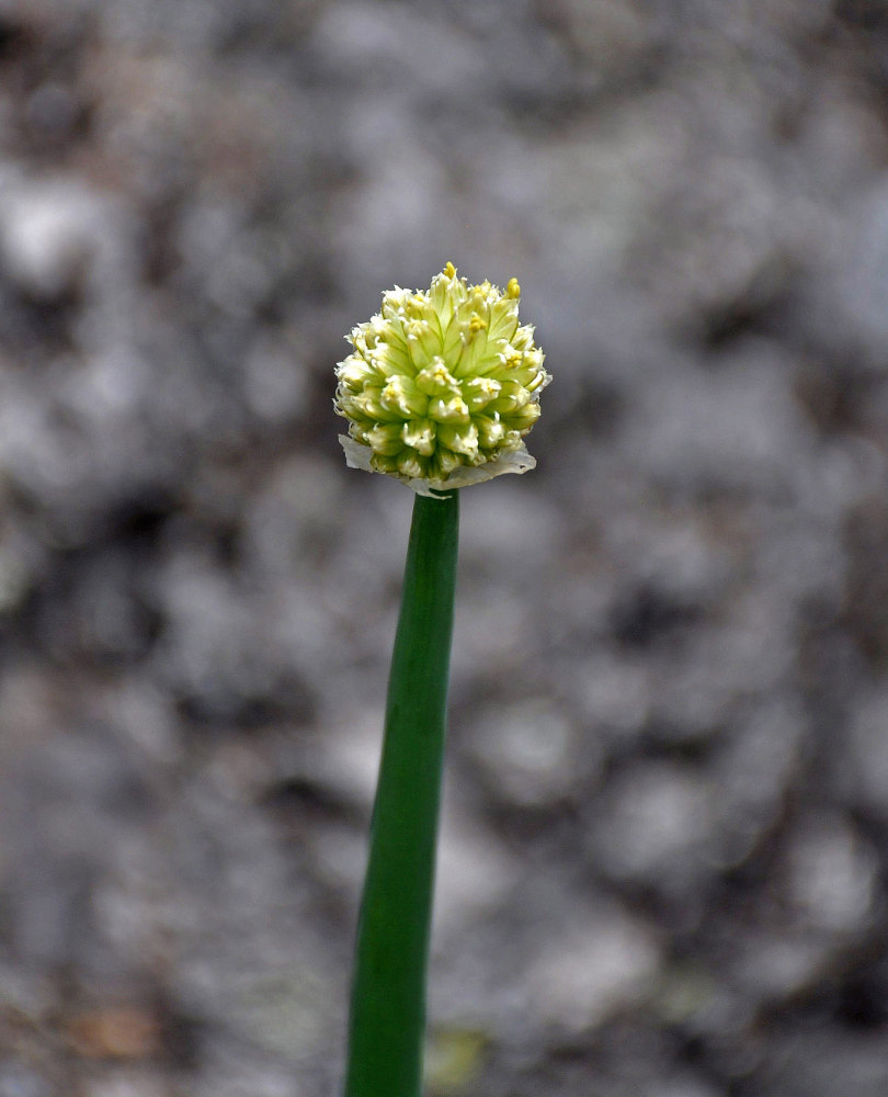 Изображение особи Allium altaicum.