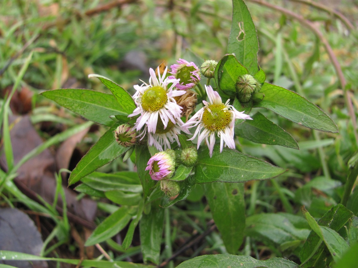 Image of Erigeron annuus specimen.