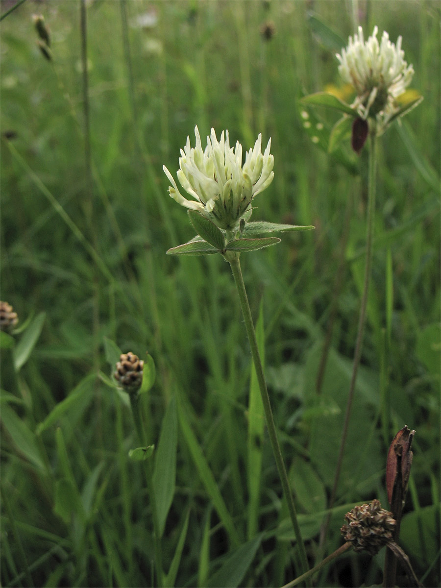 Изображение особи Trifolium ochroleucon.