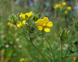 Potentilla tergemina. Верхушка цветущего побега. Магаданская обл., окр. г. Магадан, мкр-н Снежная Долина, на обочине дороги. 22.07.2016.