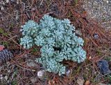 genus Alyssum. Вегетирующее растение. Турция, национальный парк Олимпос-Бейдаглары, окр. бухты Чиралы, опушка соснового леса. 01.01.2019.